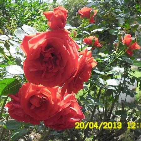 Guest house Cesur Pansiyon Cirali